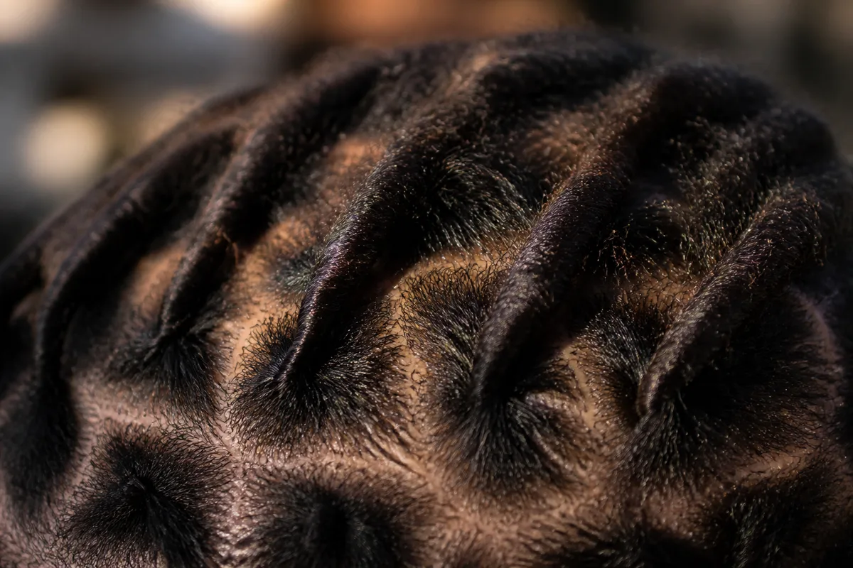 Vue rapprochée de vanilles serrées sur cheveux crépus, base du démarrage de locks